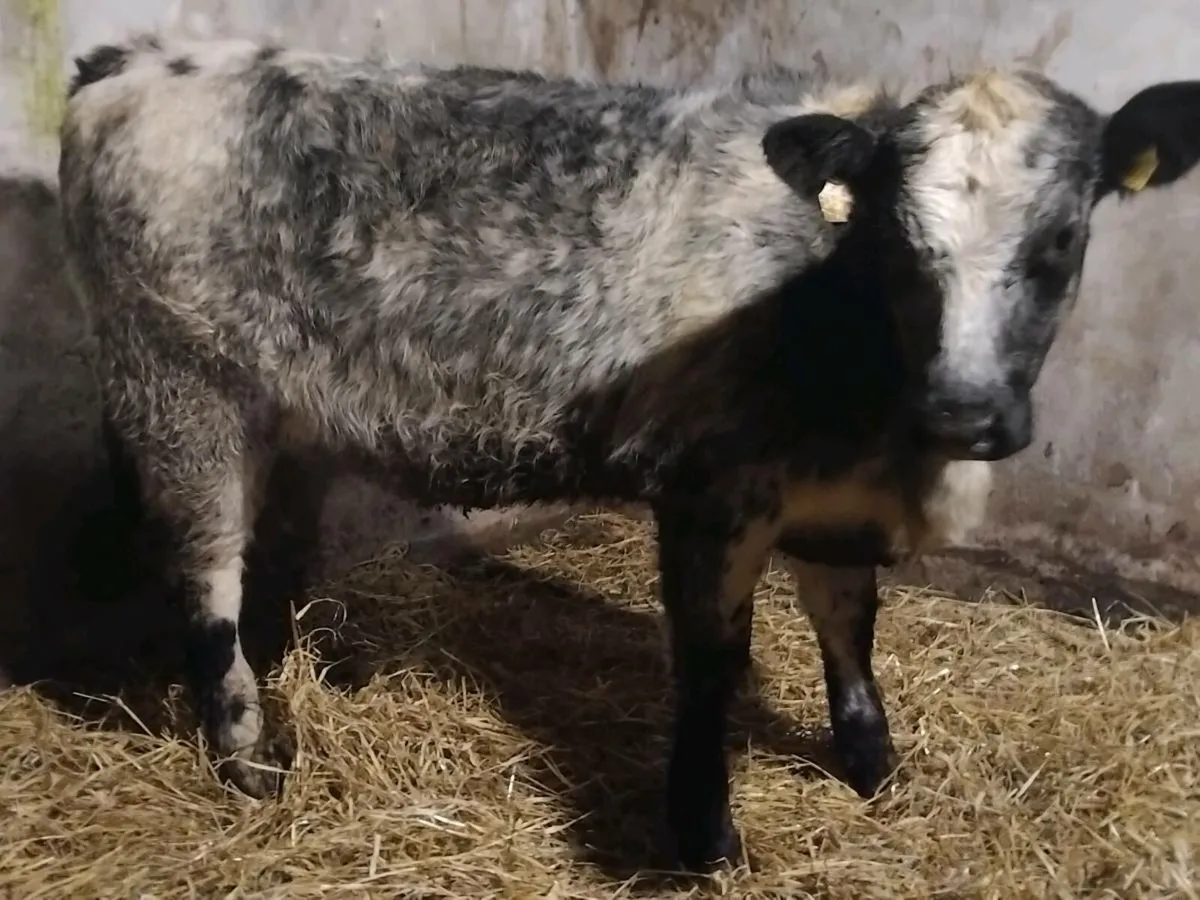 Blue Angus Weanling Heifer - Image 4