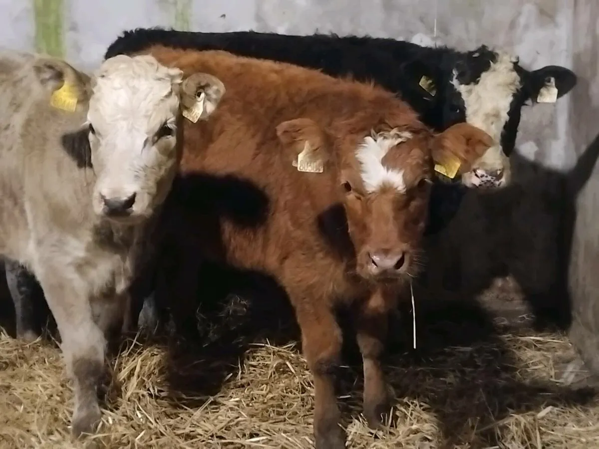 3 Continental Weanling Heifers - Image 1