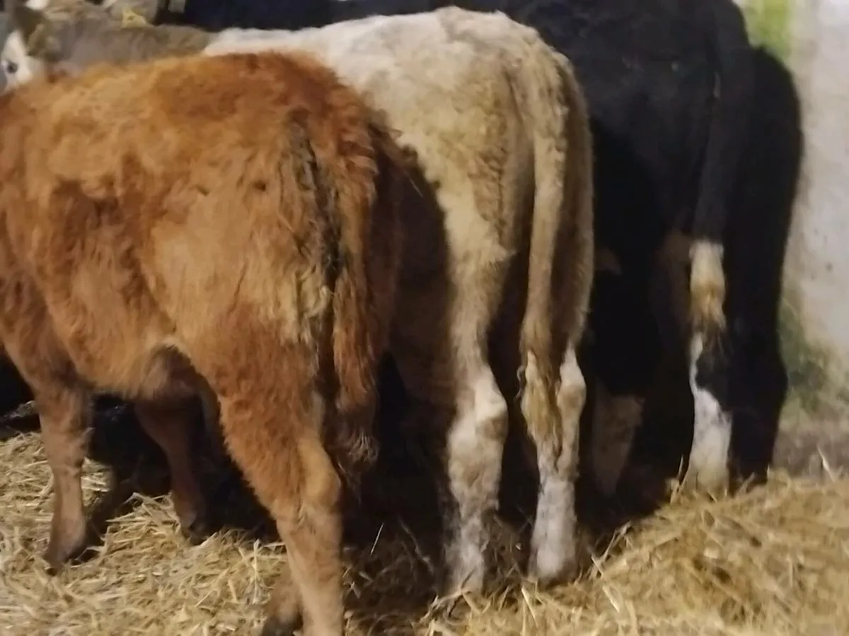 3 Continental Weanling Heifers - Image 2