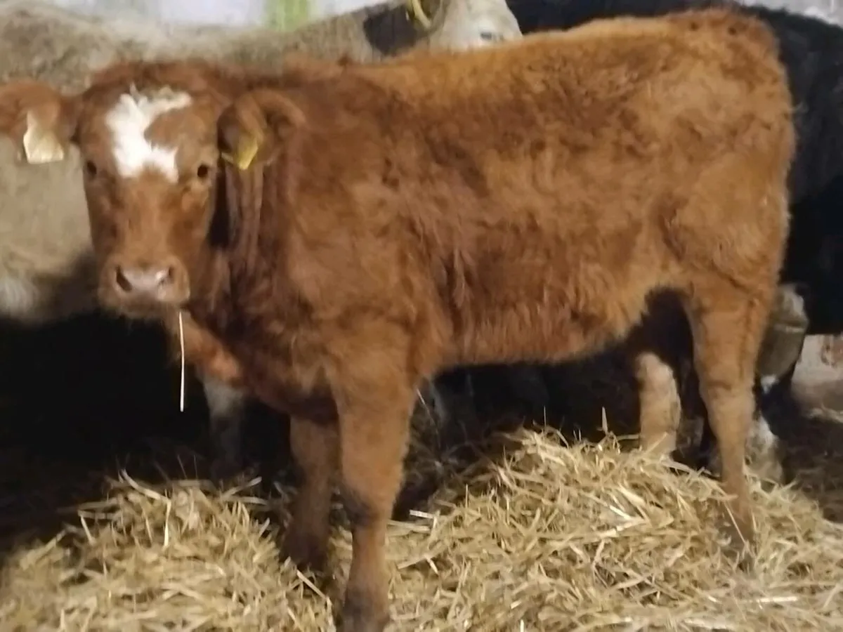 3 Continental Weanling Heifers - Image 3
