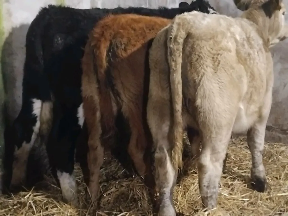 3 Continental Weanling Heifers - Image 4