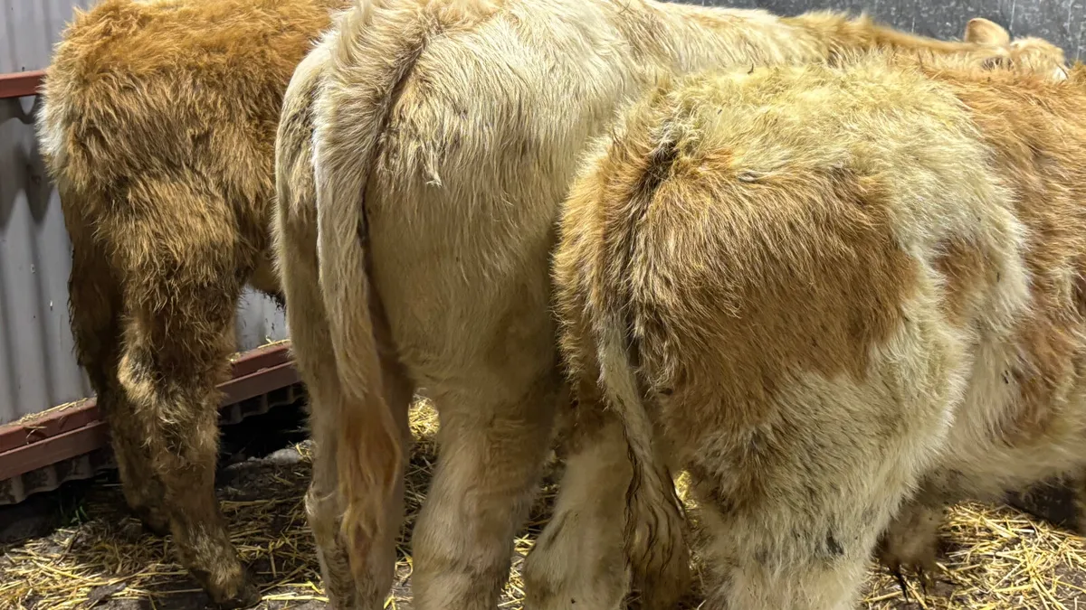 3 Charolais Bull Wealings - Image 2