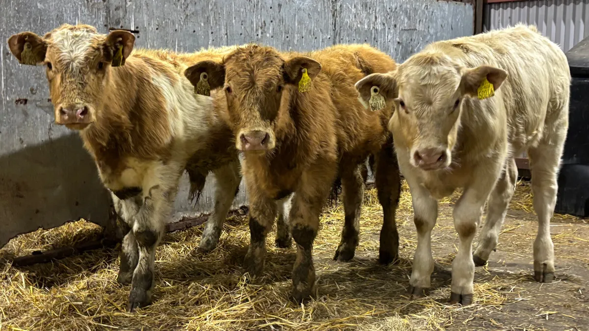 3 Charolais Bull Wealings - Image 1