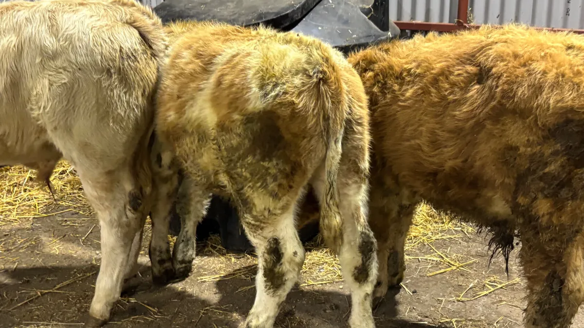 3 Charolais Bull Wealings - Image 4