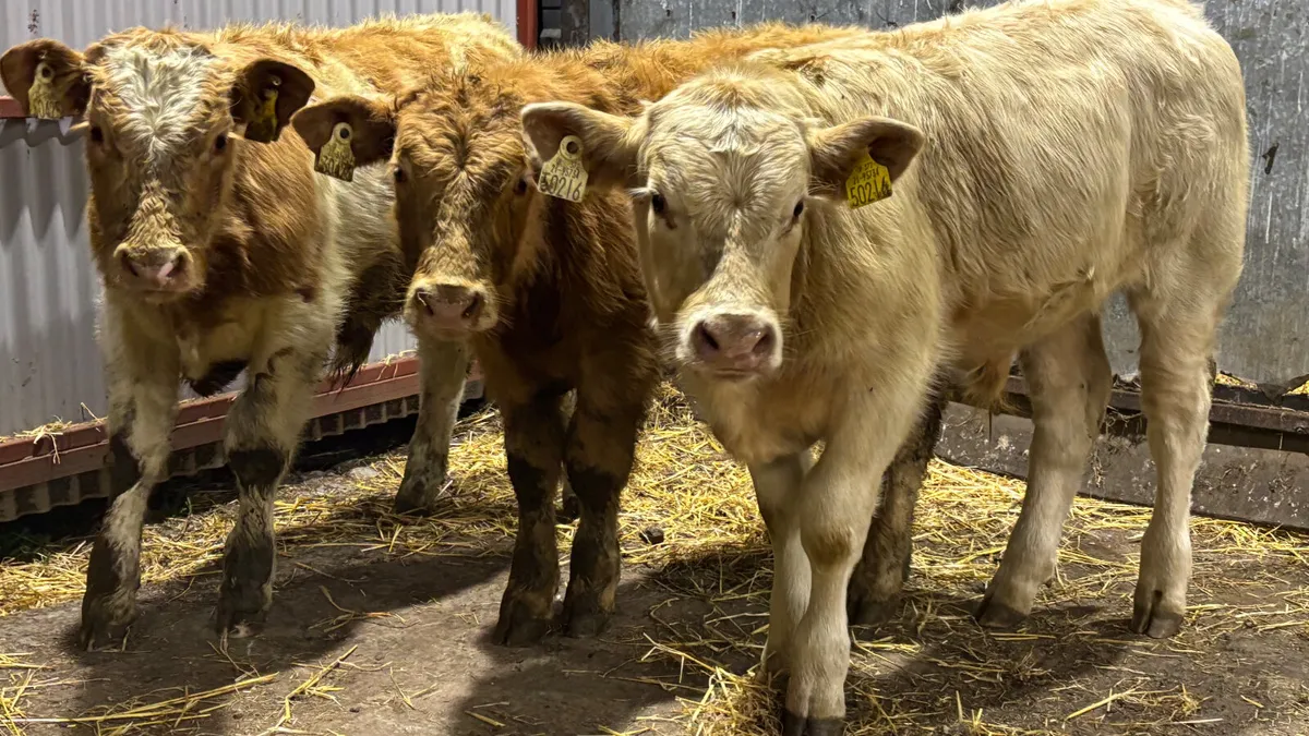 3 Charolais Bull Wealings - Image 3