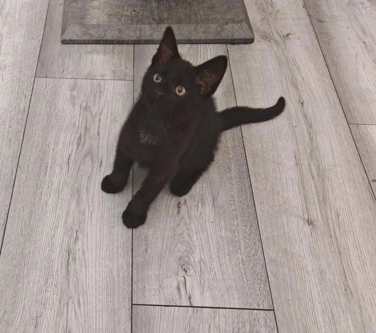 Kittens - Image 1