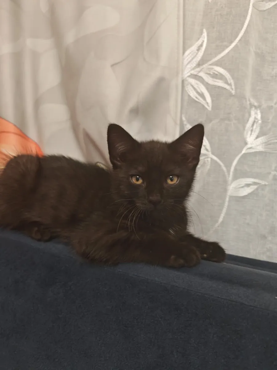Kittens - Image 2