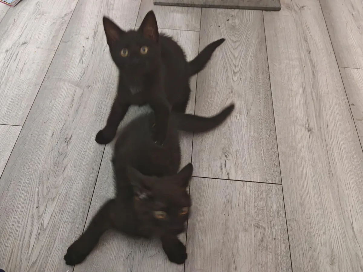 Kittens - Image 3
