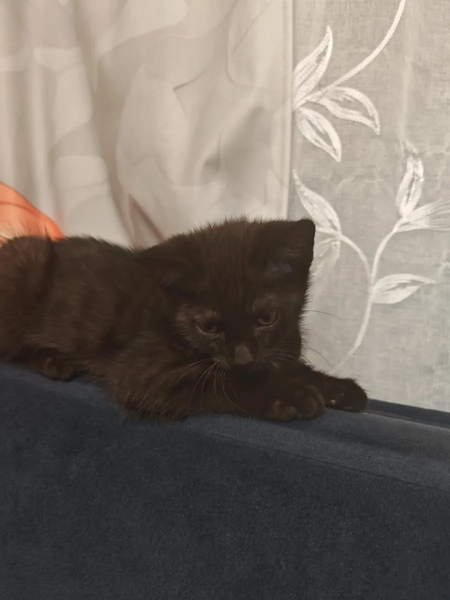Kittens - Image 4
