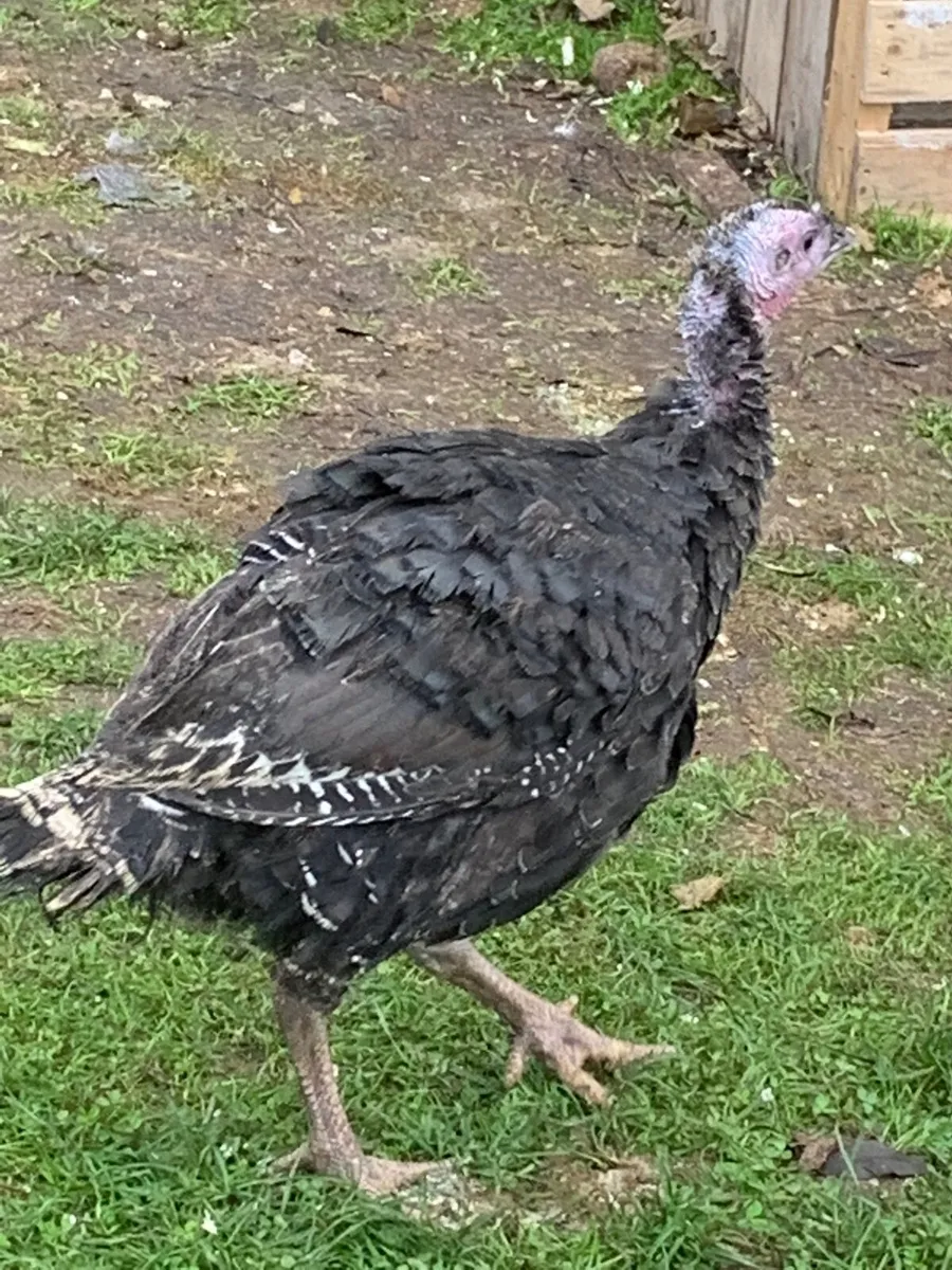 Turkeys - Image 1