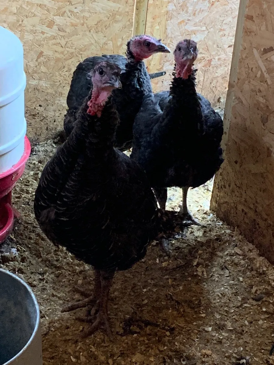 Turkeys - Image 2