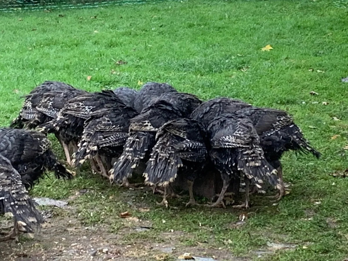 Turkeys - Image 3