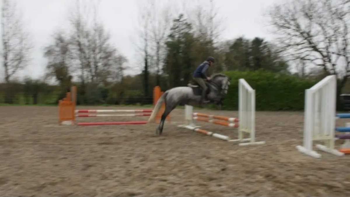 CLIFDEN THURS 22ND 4YO 151CM GELDING - Image 3