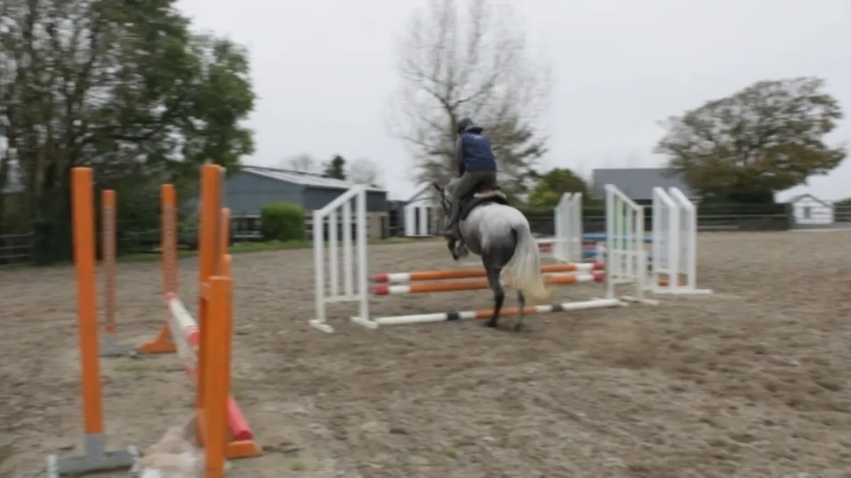CLIFDEN THURS 22ND 4YO 151CM GELDING - Image 4