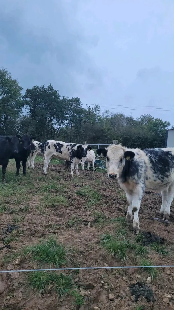 Heifers - Image 1