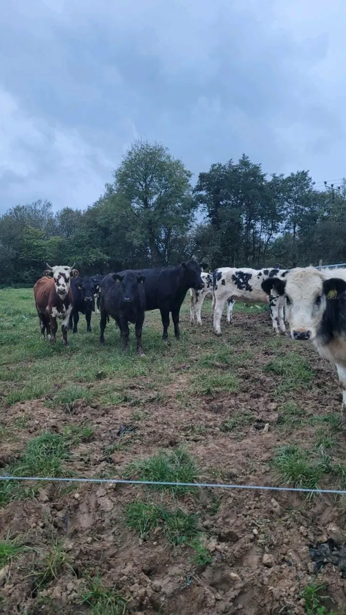 Heifers - Image 2