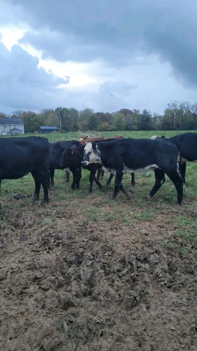 Heifers - Image 3