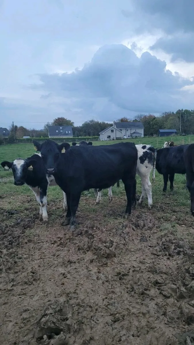 Heifers - Image 4