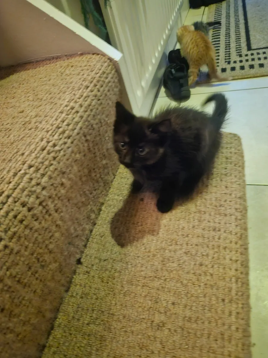 2 kittens  for sale - Image 2