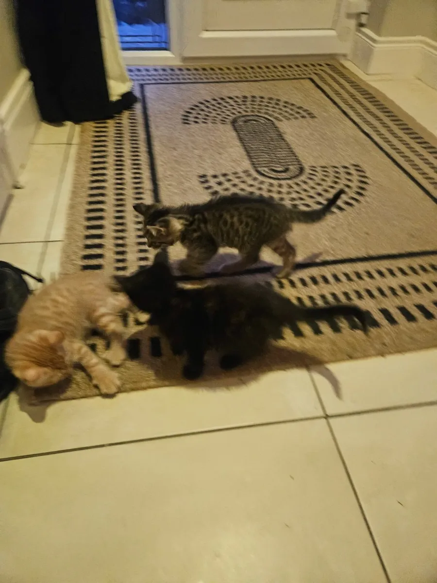 2 kittens  for sale - Image 4