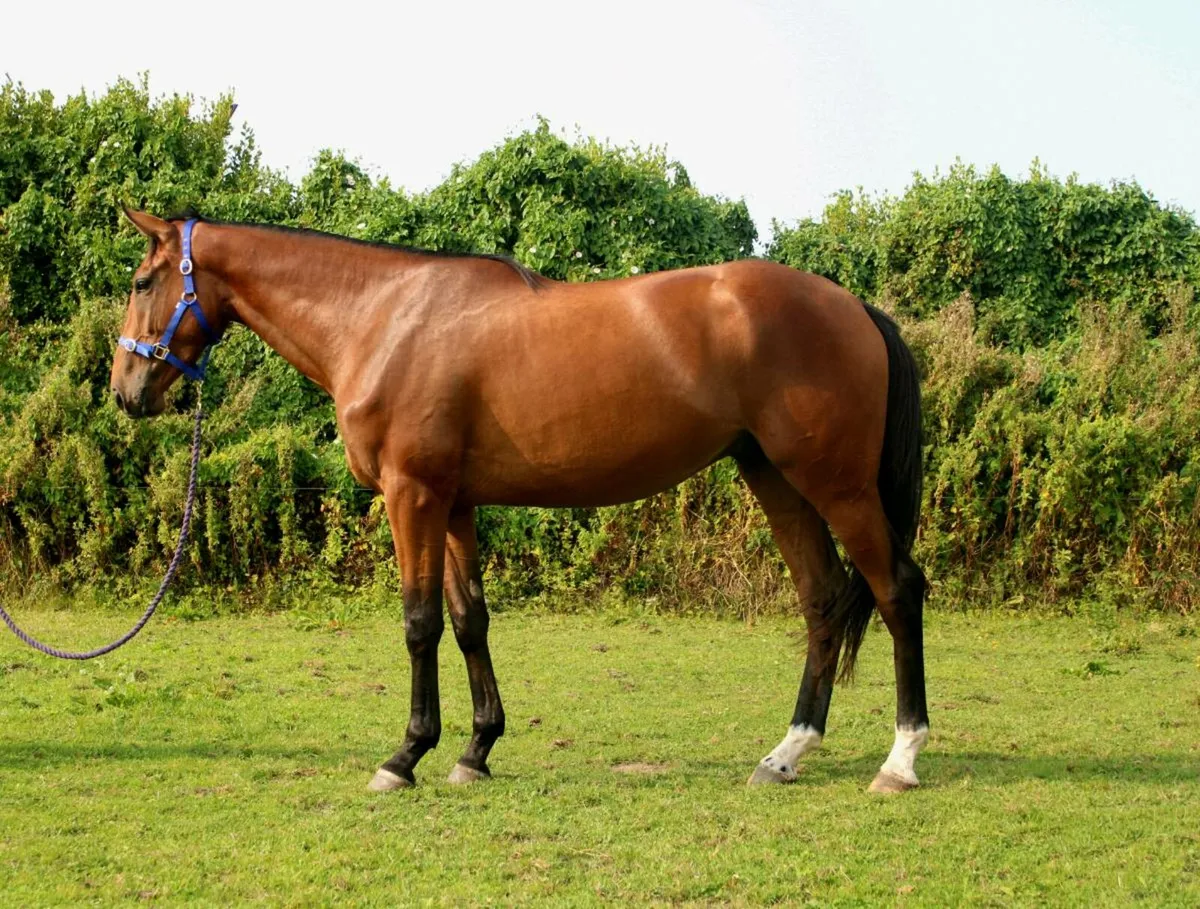 LOT 367 GORESBRIDGE WED 22ND 3YO GELDING - Image 1