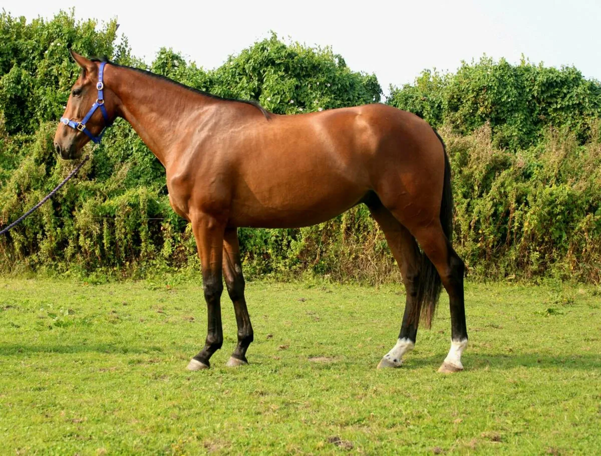 LOT 367 GORESBRIDGE WED 22ND 3YO GELDING - Image 2