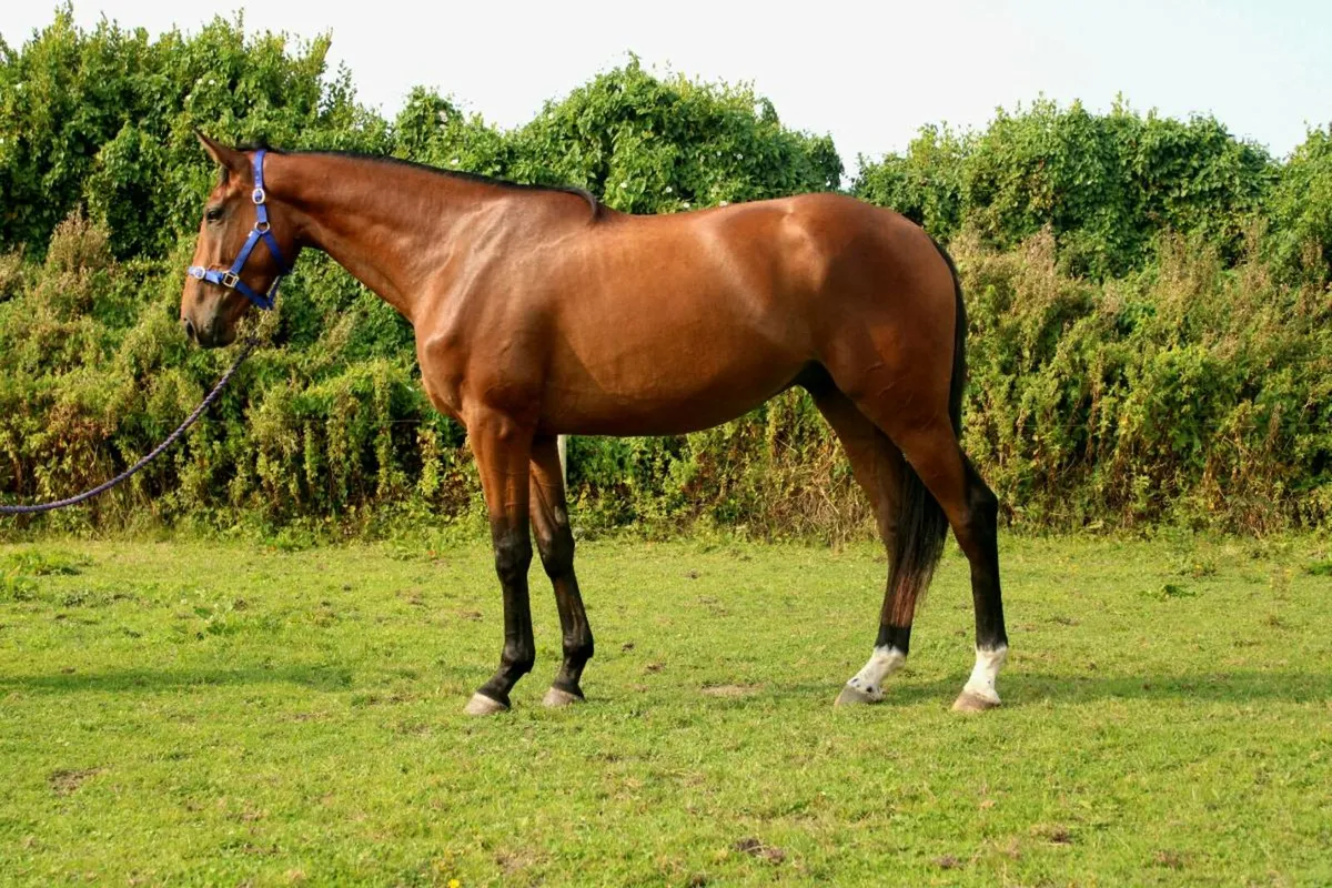 LOT 367 GORESBRIDGE WED 22ND 3YO GELDING - Image 3
