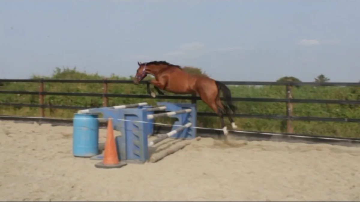 LOT 367 GORESBRIDGE WED 22ND 3YO GELDING - Image 4