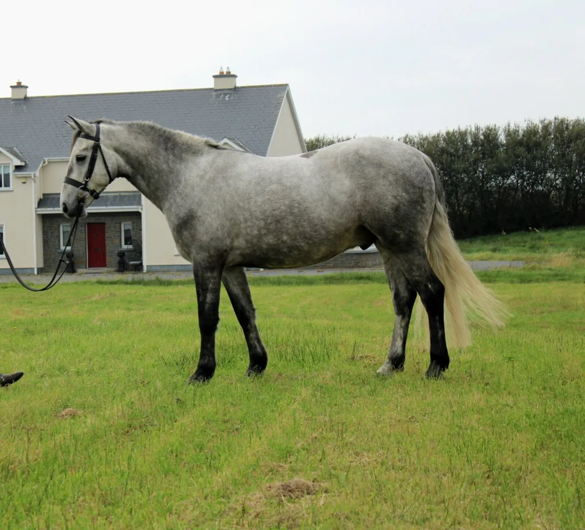 CLIFDEN THURS 22ND 4YO 151CM GELDING - Image 1