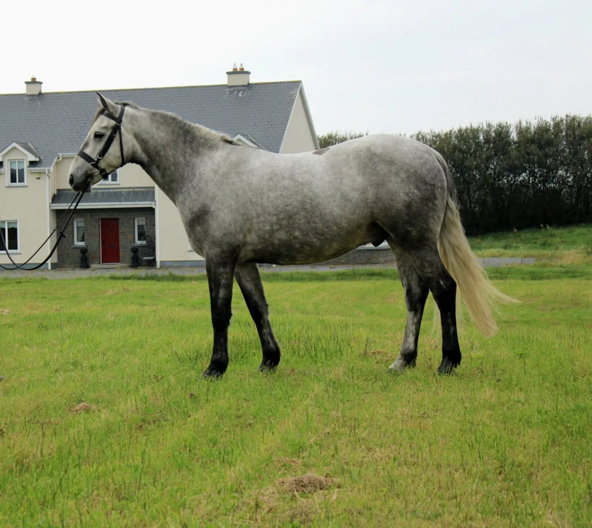 CLIFDEN THURS 22ND 4YO 151CM GELDING - Image 2