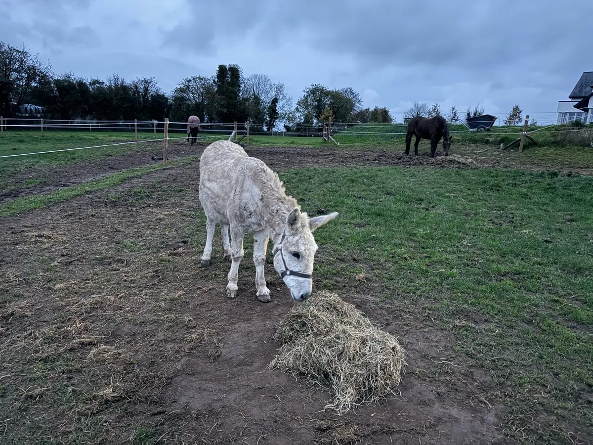Donkey - Image 1