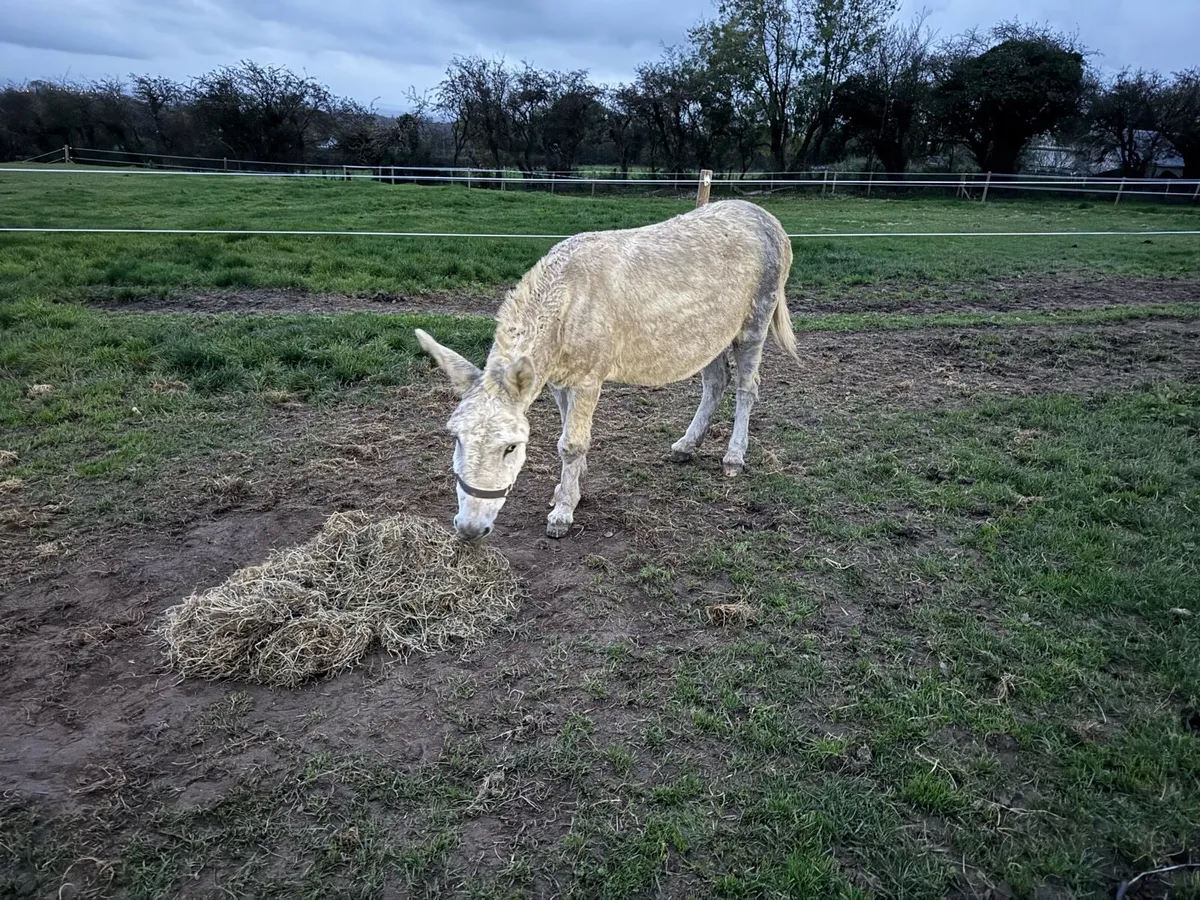 Donkey - Image 2