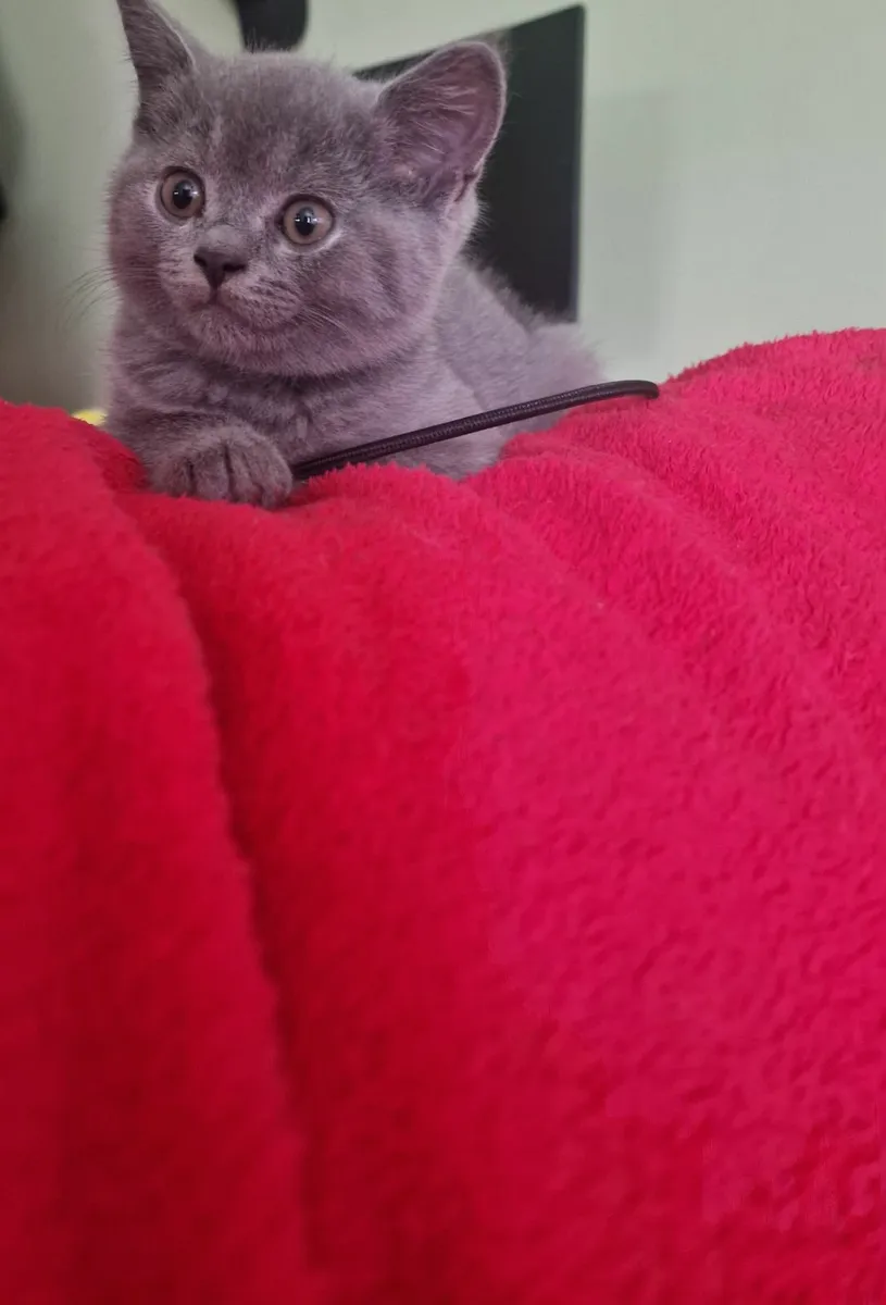 British Blue Shorthair kittens - Image 1