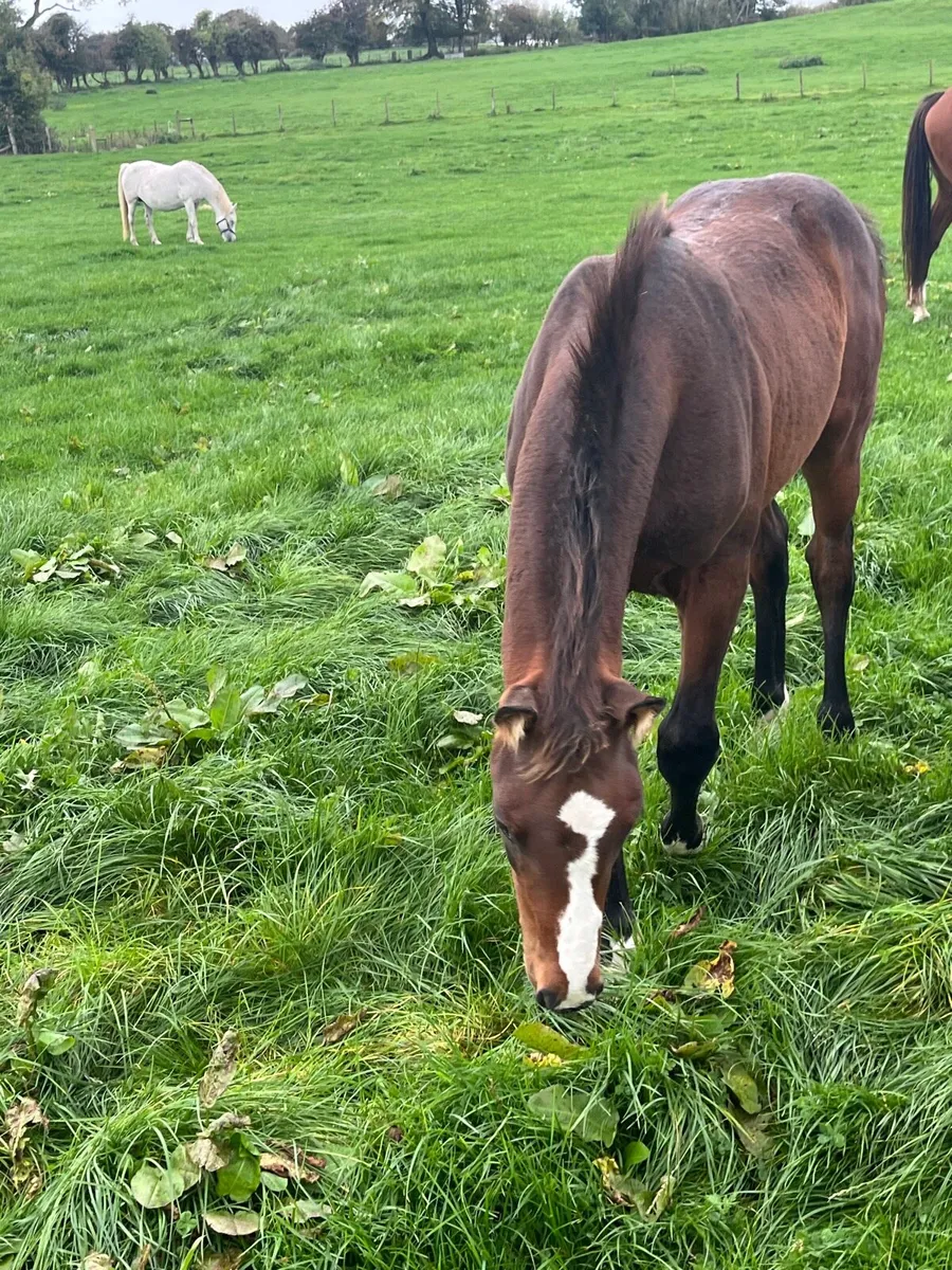 foal - Image 4