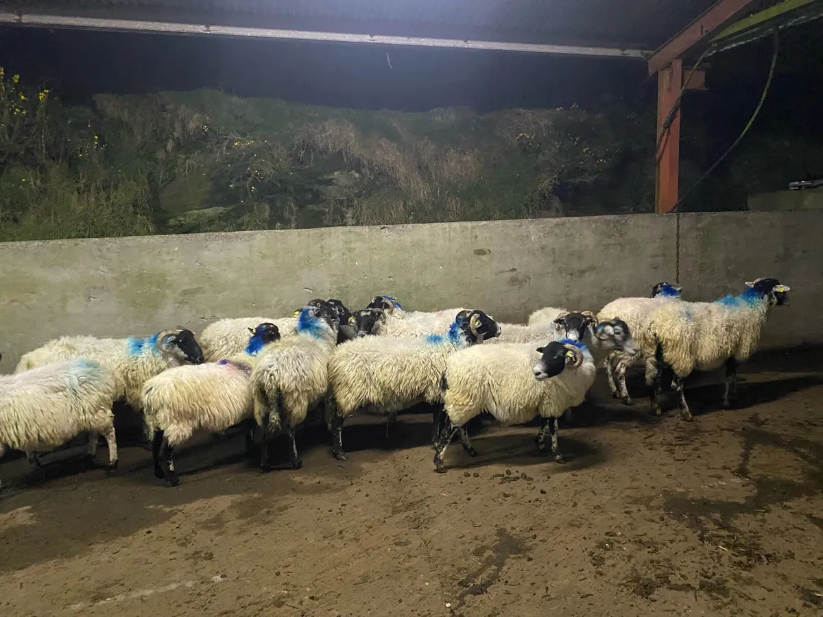 Young swale / scotch Ewes - Image 1