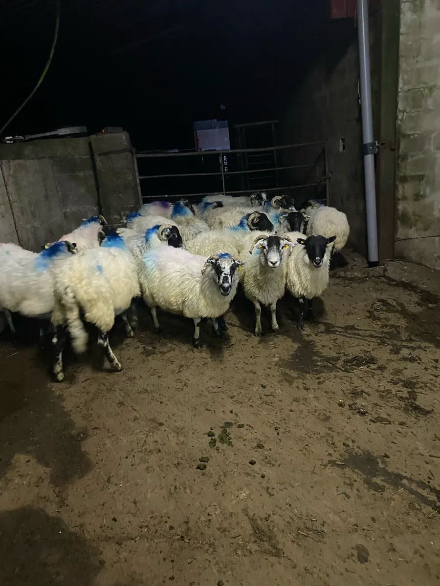 Young swale / scotch Ewes - Image 2