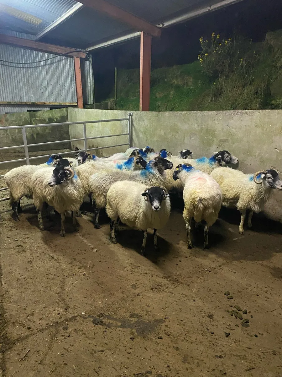 Young swale / scotch Ewes - Image 3