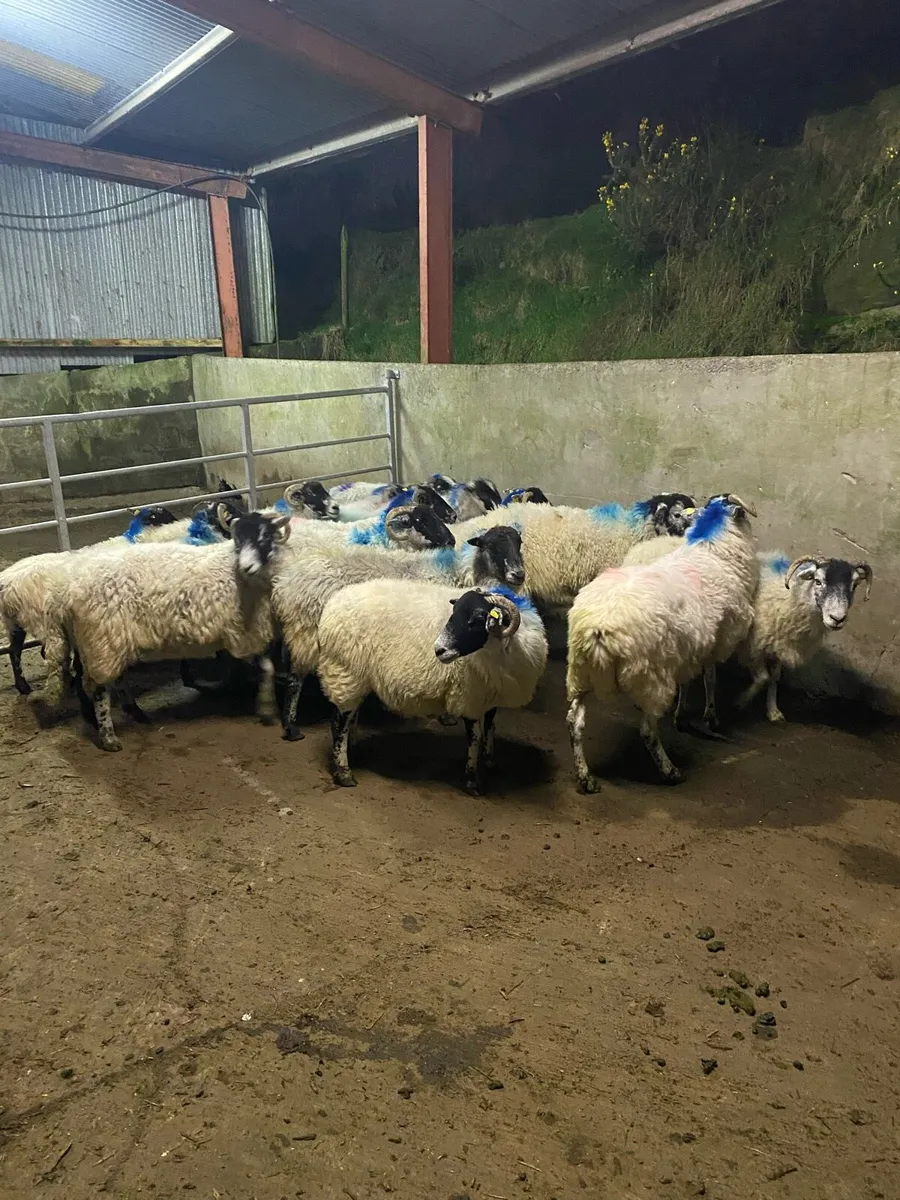 Young swale / scotch Ewes - Image 4