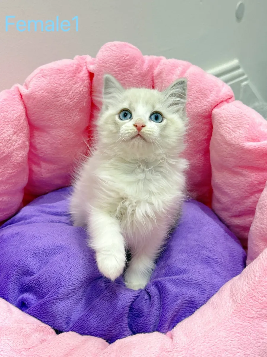 Purebred Ragdoll kittens TICA registered - Image 1