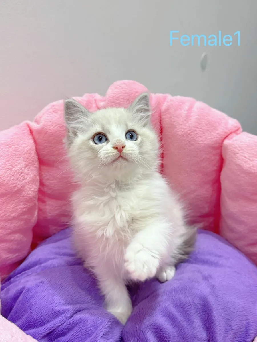 Purebred Ragdoll kittens TICA registered - Image 2