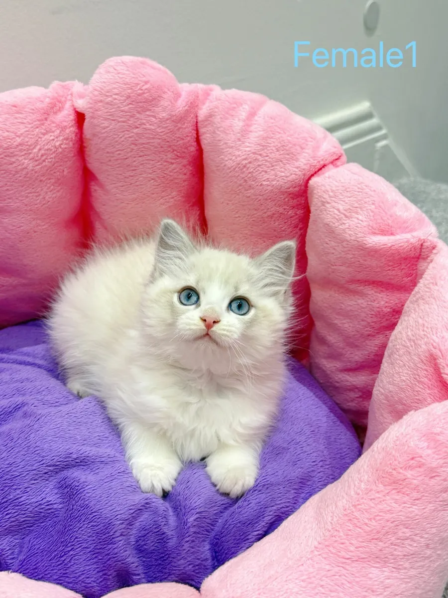 Purebred Ragdoll kittens TICA registered - Image 3