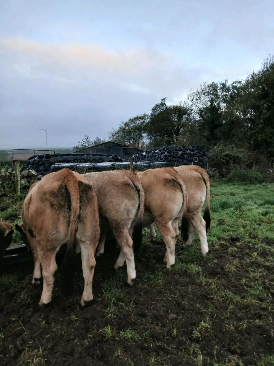 Pedigree Aubrac Heifers at Elite Show and Sale - Image 1