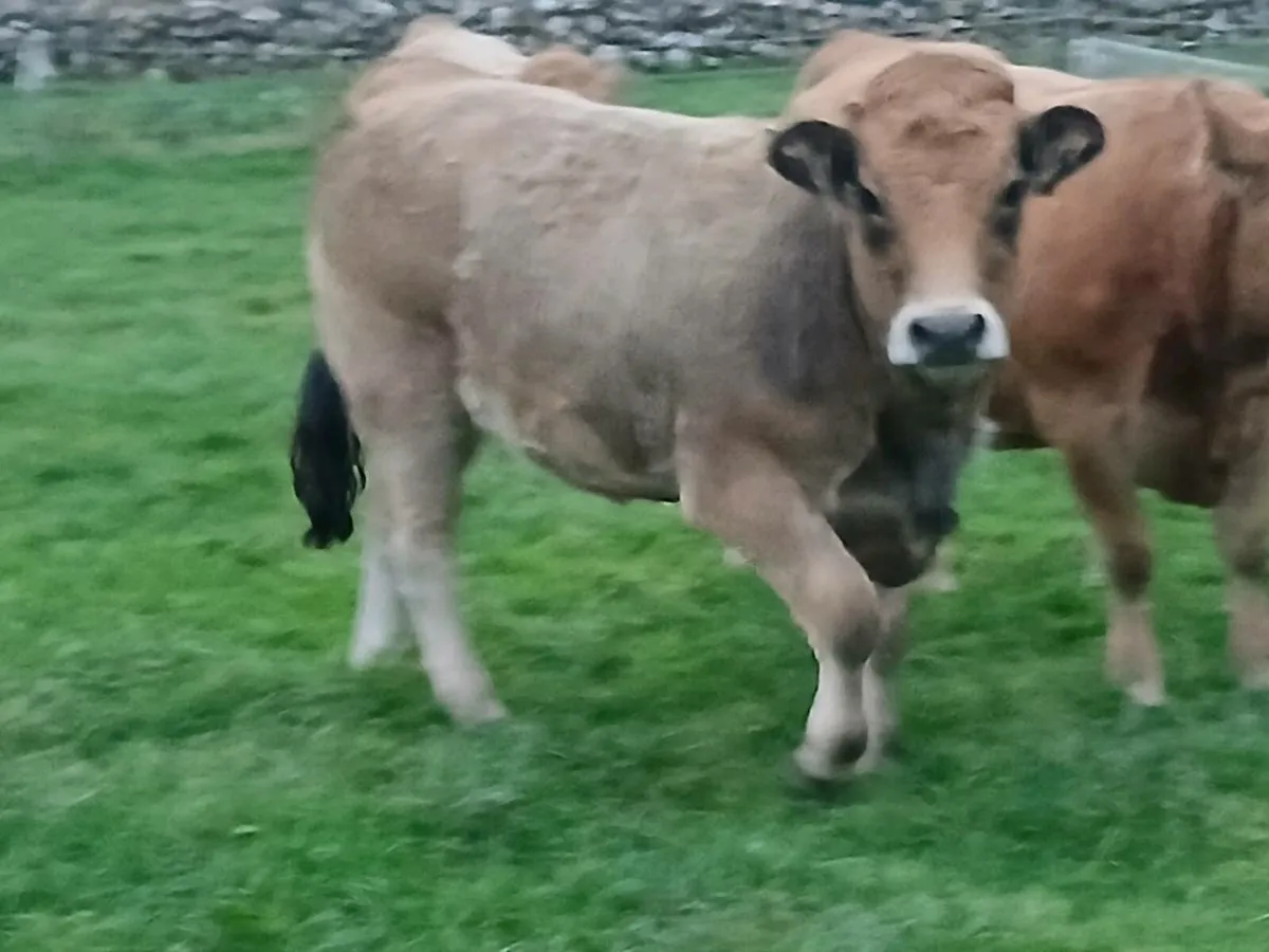 Pedigree Aubrac Heifers at Elite Show and Sale - Image 2