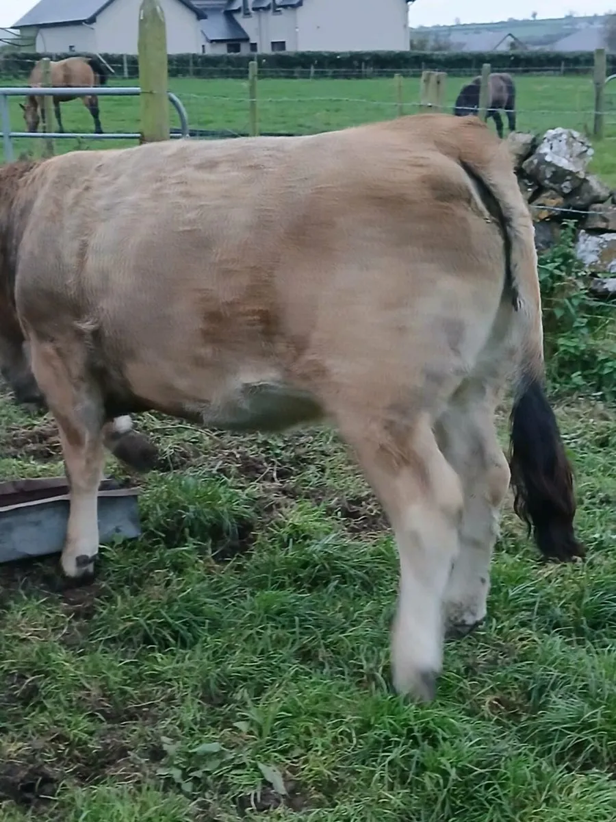 Pedigree Aubrac Heifers at Elite Show and Sale - Image 3