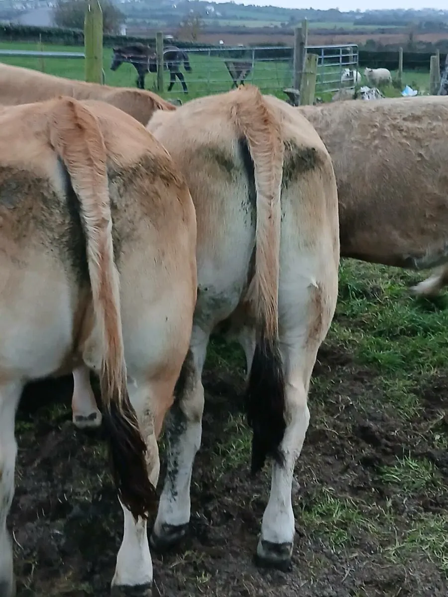 Pedigree Aubrac Heifers at Elite Show and Sale - Image 4