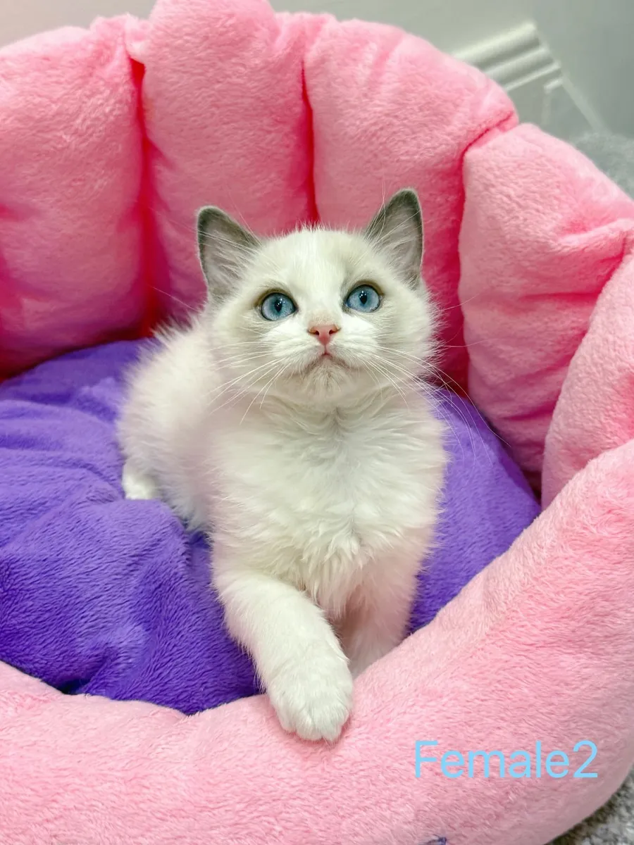 Purebred Ragdoll kittens TICA registered - Image 4