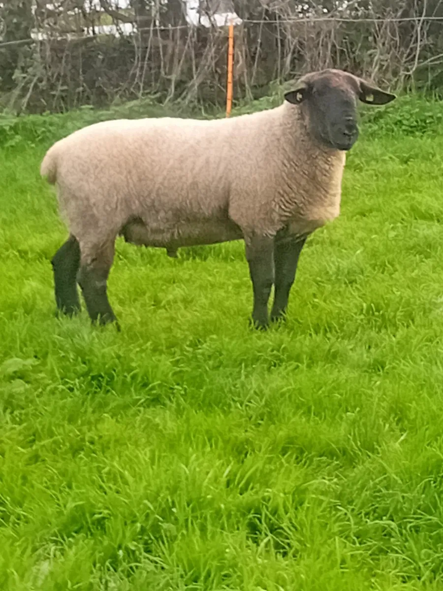 Suftex and suffolk rams - Image 2
