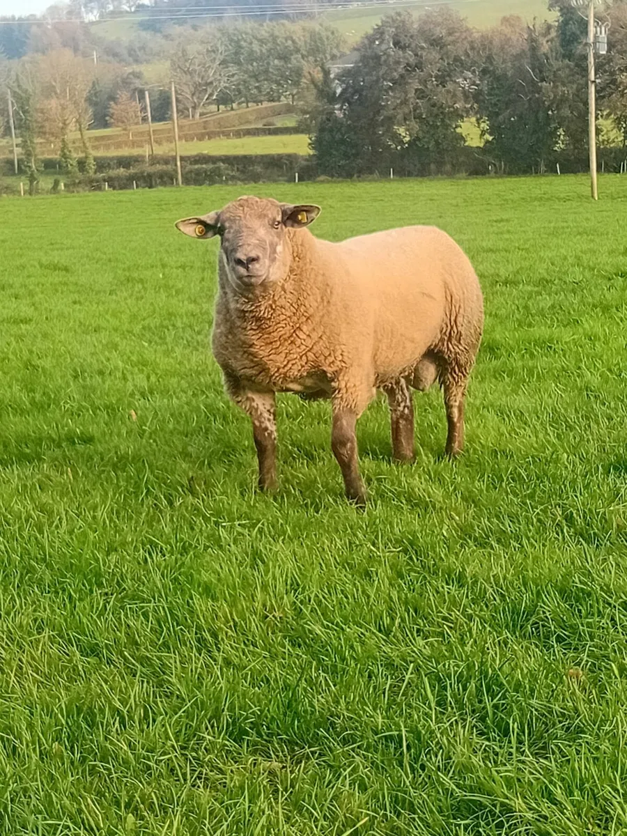 Suftex and suffolk rams - Image 1