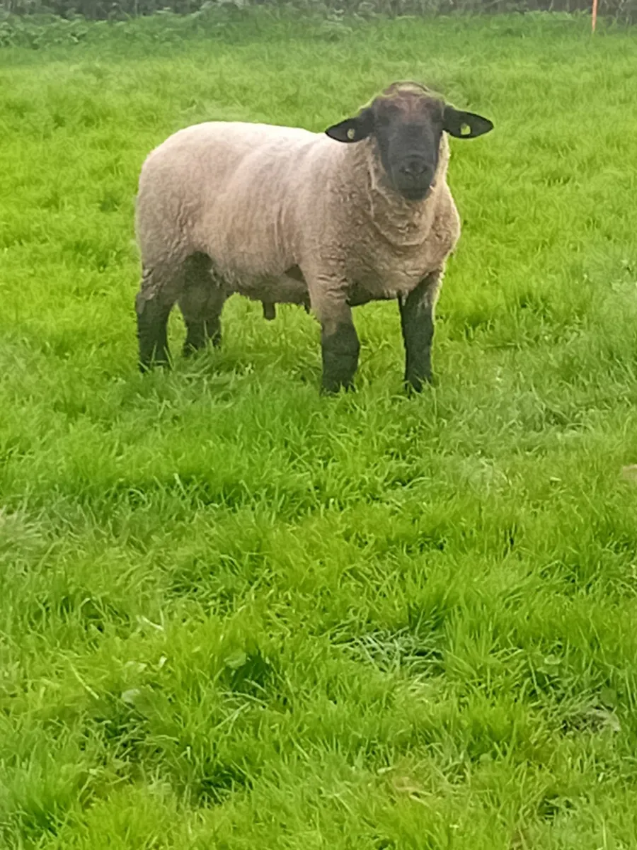 Suftex and suffolk rams - Image 3
