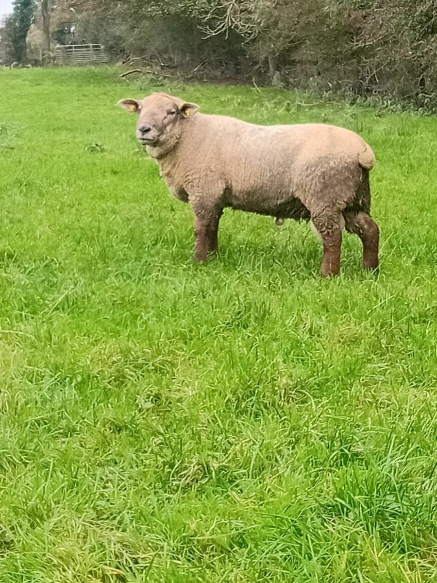 Suftex and suffolk rams - Image 4